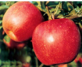 苹果树苗品种选购指南 红嘎啦品种批发价格、厂家及图片一览