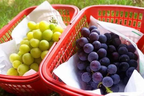 夏日水果寻蜜记 这些江西特产水果，你尝过几味？