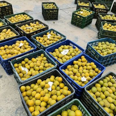 陇城村 小小罗汉果，修成“致富果”